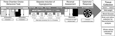 Time dependent effects of prolonged hyperglycemia in zebrafish brain and retina